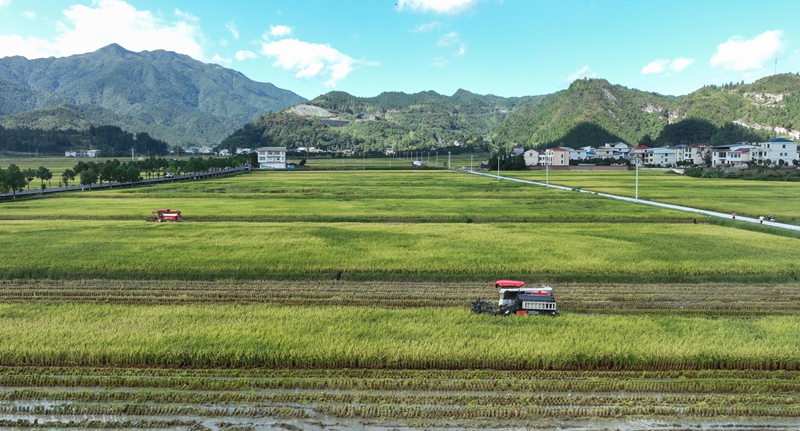 9月16日，農機手操作農機在松桃苗族自治縣烏羅鎮岑司大壩收割水稻。謝慧芳攝