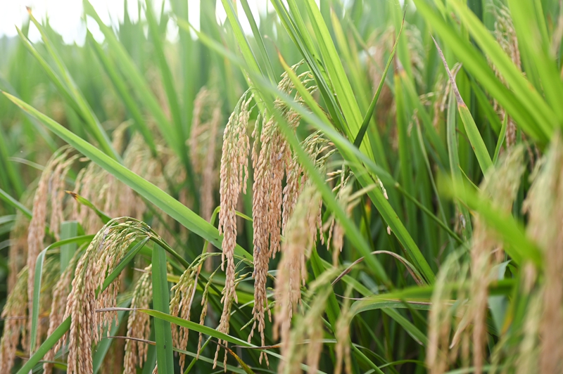 9月16日，拍攝的在松桃苗族自治縣烏羅鎮岑司大壩的水稻。謝慧芳攝