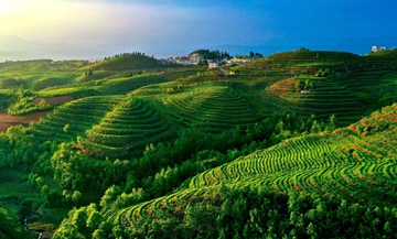 一葉“水城春”，一份涼都情