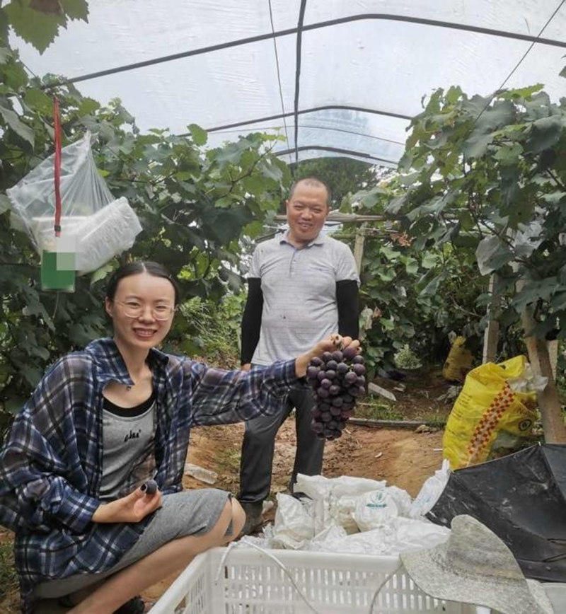 蘇流芳幫助農戶銷售水果。