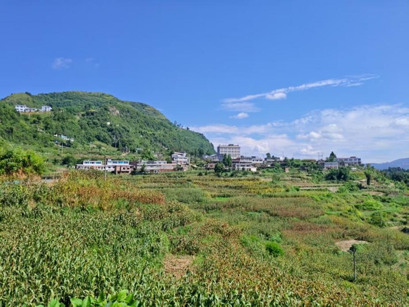 習酒鎮石林村紅粱種植地與村落相映成景。習水融媒體中心供圖
