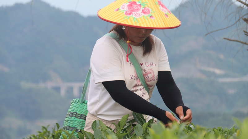 群眾采茶忙 (2).JPG