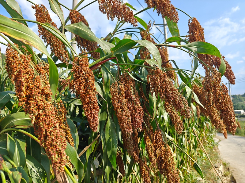 習酒鎮路邊，紅纓子高粱沉甸甸掛滿枝頭。習水縣融媒體中心供圖