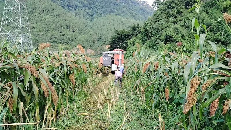 習酒鎮農戶借助農機，高效收割高粱。習水縣融媒體中心供圖