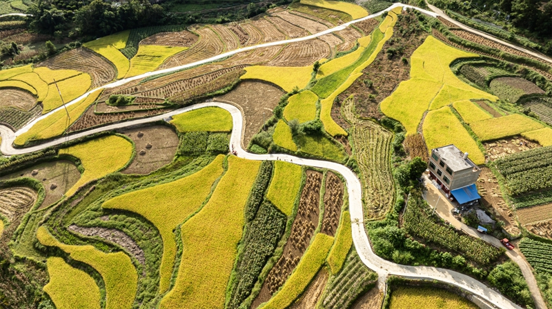 2025年9月18日，在貴州省黔南布依族苗族自治州羅甸縣邊陽鎮興隆村，產業路與稻田、民居構成了一幅路暢景美的鄉村畫卷。