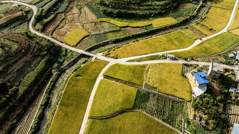 2025年9月18日，在貴州省黔南布依族苗族自治州羅甸縣邊陽鎮興隆村，產業路與稻田、民居構成了一幅路暢景美的鄉村畫卷。