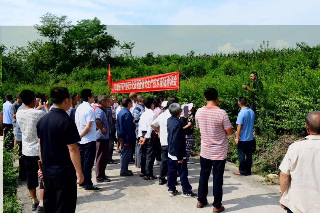 馬龍村舉辦苦丁茶生產技術培訓。