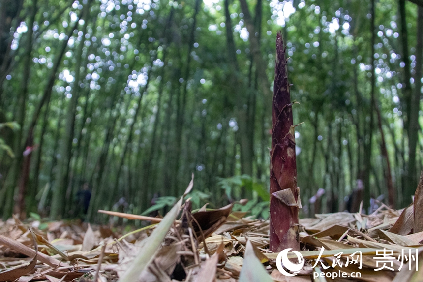 桐梓方竹筍。人民網 黃小桃攝