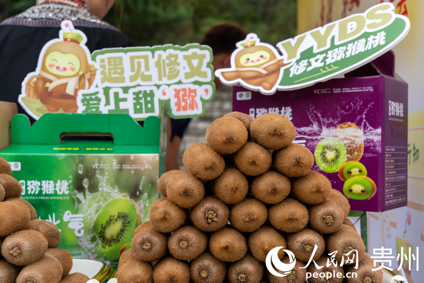 剛剛摘下的修文獼猴桃。人民網記者 涂敏攝