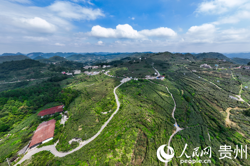 航拍谷堡鎮平灘村的1.2萬畝獼猴桃基地。人民網記者 涂敏攝