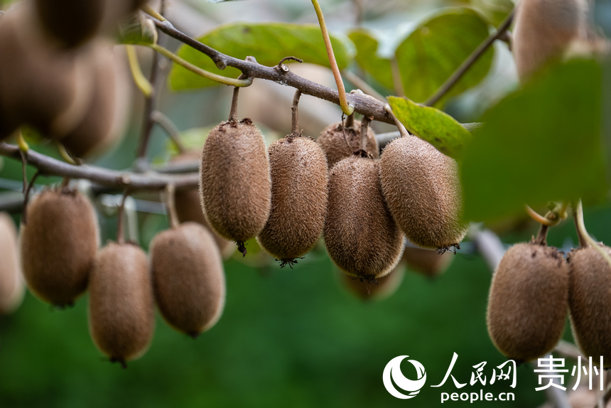 藤蔓上掛滿了即將采摘的獼猴桃。人民網記者 涂敏攝