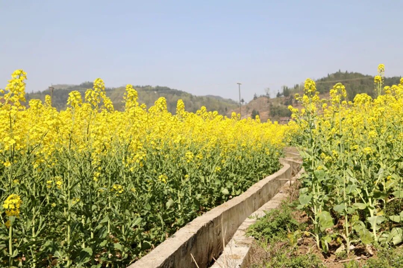 3 圖為稻田灌溉渠滋潤油菜生長.jpg