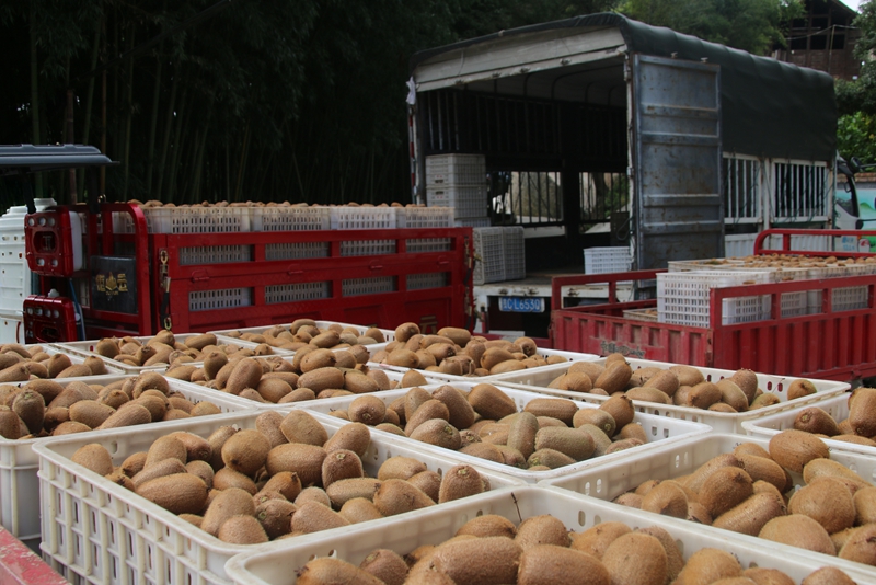 圖為：采摘完已經裝車的獼猴桃（1）