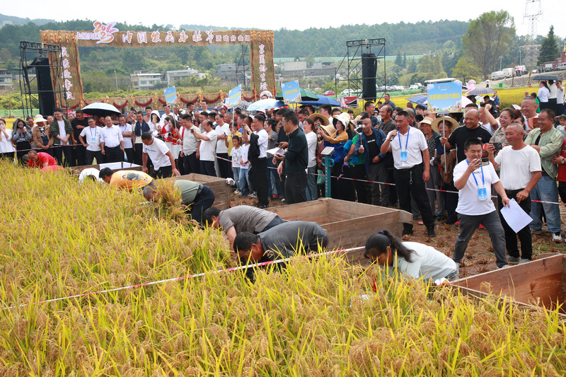 七星關區2025年中國農民豐收節分會場慶典活動 收稻谷比賽現場，隊員們正在彎腰揮鐮、抱稻摜谷。