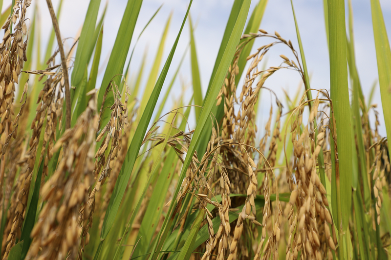 沉甸甸的稻穗壓彎了稻稈。