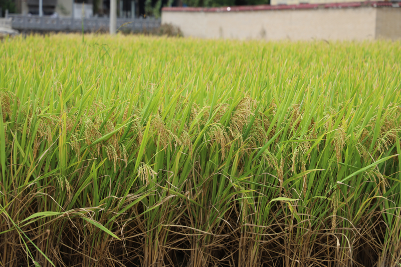 沉甸甸的稻穗壓彎了稻稈。