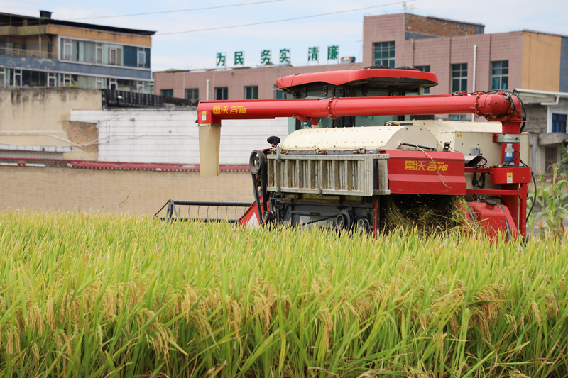 工人駕駛收割機正在收割水稻。
