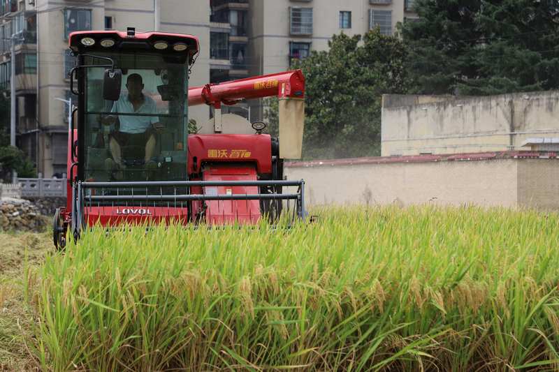 工人駕駛收割機正在收割水稻。