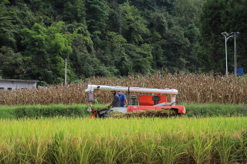 工人駕駛收割機正在收割水稻。