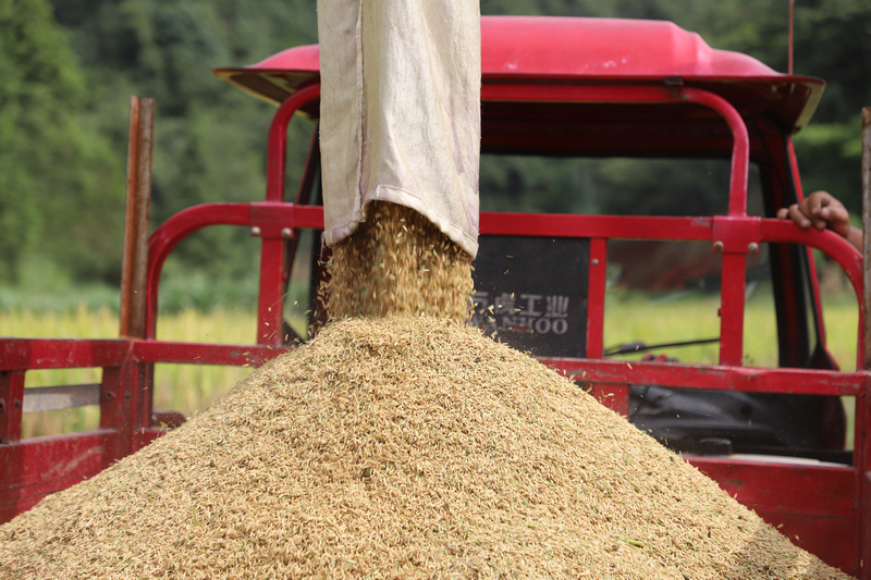 剛收割的稻谷。