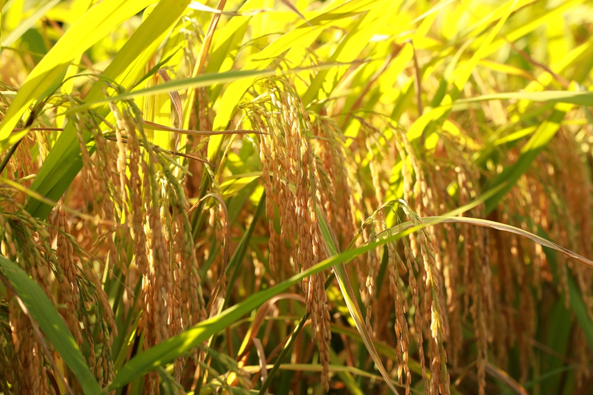 顆粒飽滿的稻谷。