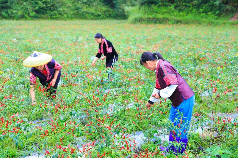 村民正在采摘朝天椒。 聶晶梅 攝 (3)
