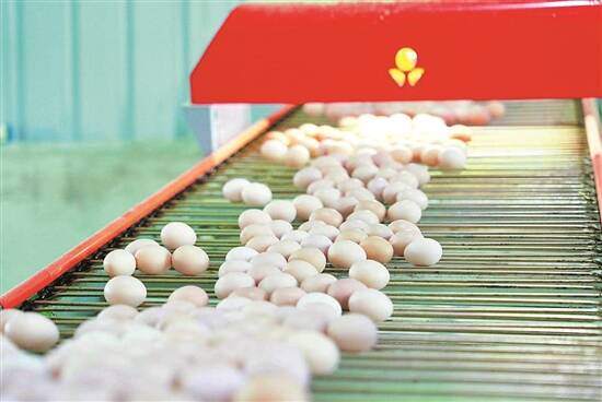 梵凈山雞蛋。