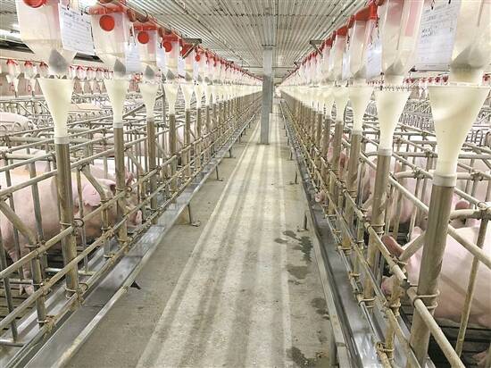 松桃德康公司生豬養殖基地。受訪者供圖