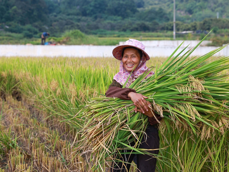 群眾在黔東南州從江縣貫洞鎮貫洞村收割稻谷。梁輝波 攝 