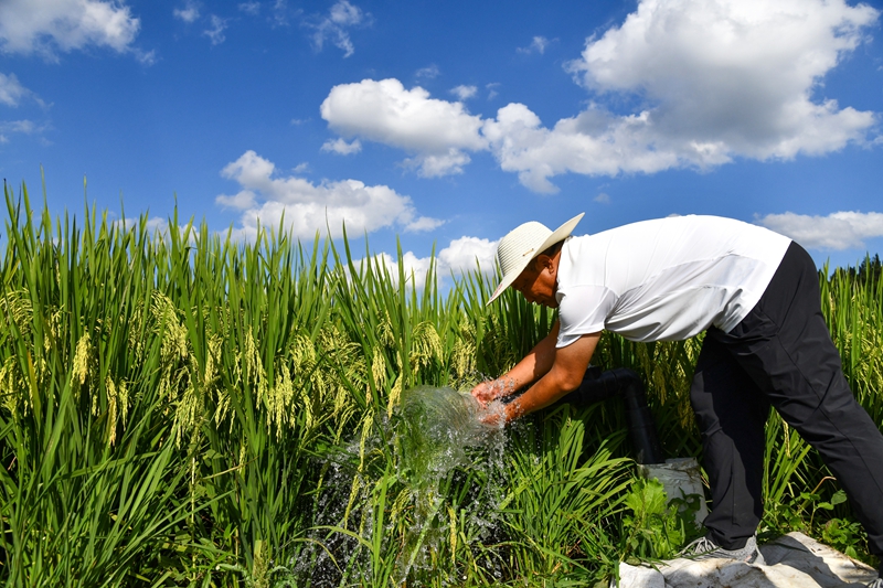村民在安順市平壩區平壩十字中型灌區田間查看來水情況。潘希來 攝.JPG