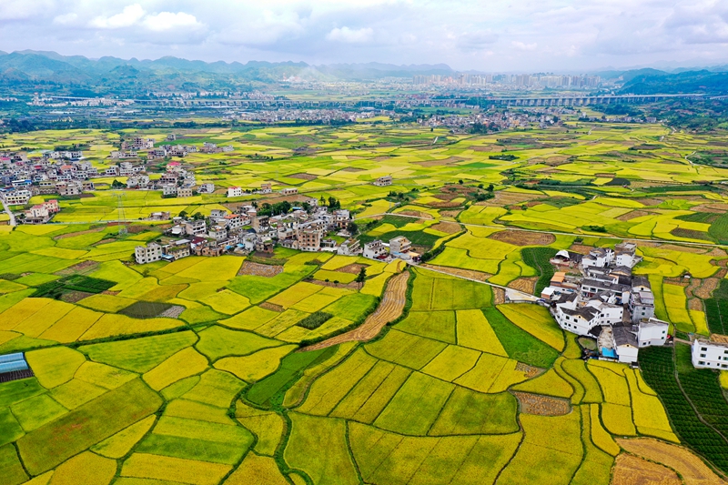 位于惠水縣好花紅鎮的小龍中型灌區迎來豐收季。潘希來 攝 (1).JPG