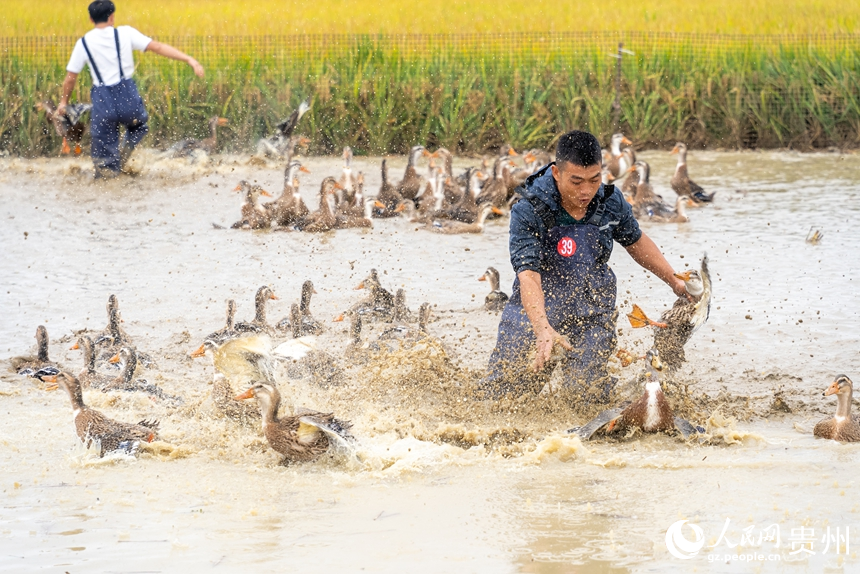 參賽選手在水中追逐鴨子。人民網記者 涂敏攝