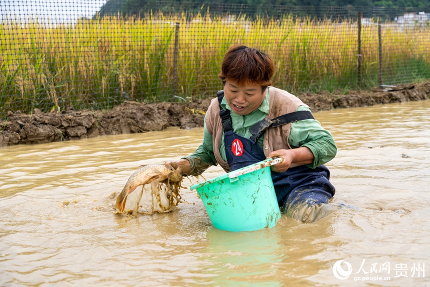 摸魚比賽現場，參賽選手剛剛捕獲一條稻田魚。人民網記者 涂敏攝
