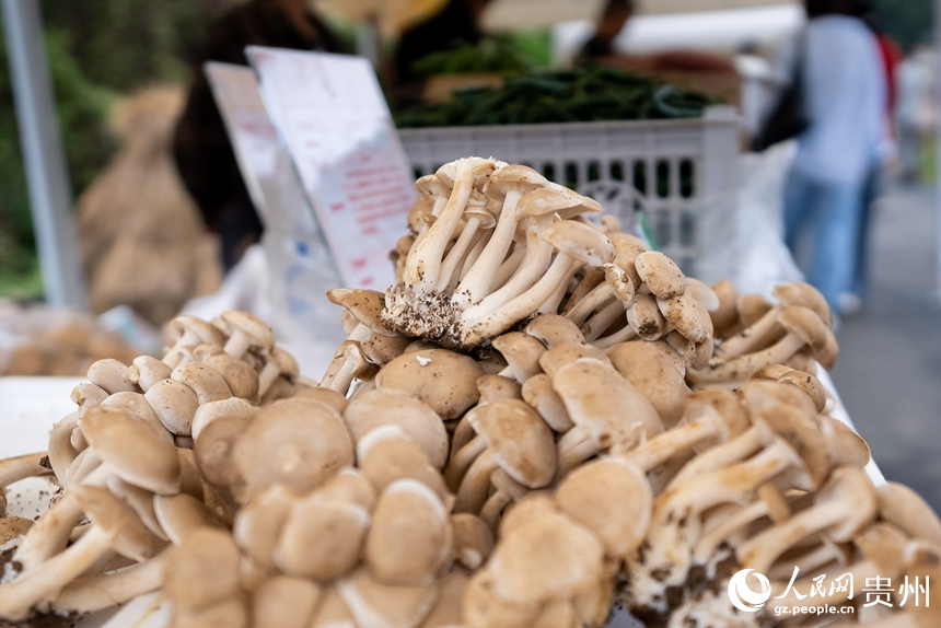 當地村民種植的食用菌在活動現場展出。人民網記者 涂敏攝