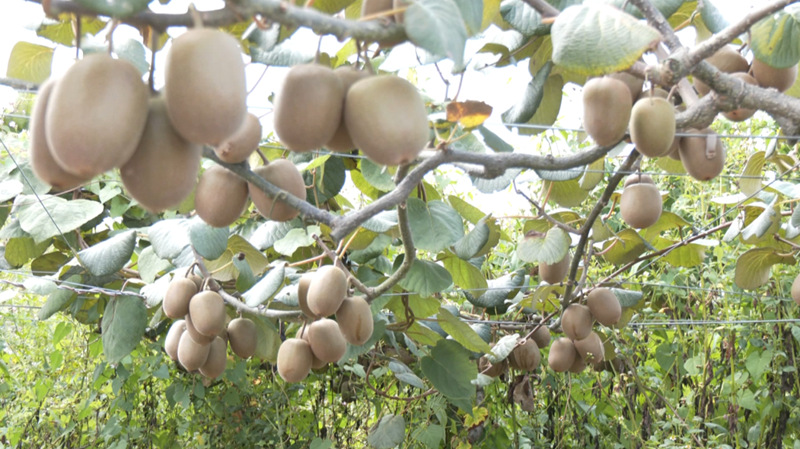 掛滿枝頭的獼猴桃果香四溢。