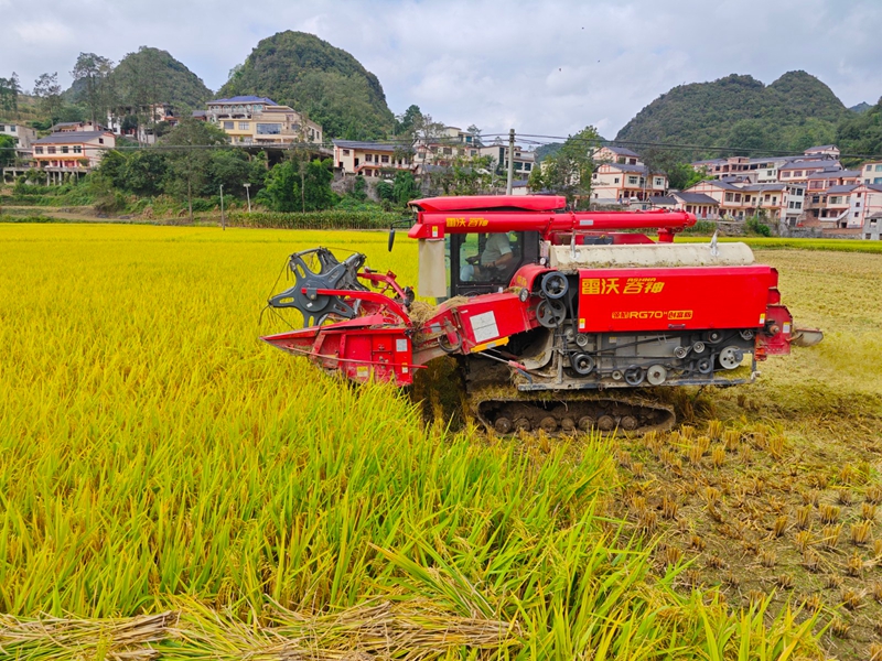 觀游村機收水稻現場。