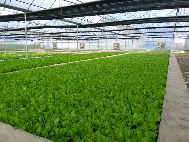 綠色生態蔬菜基地。