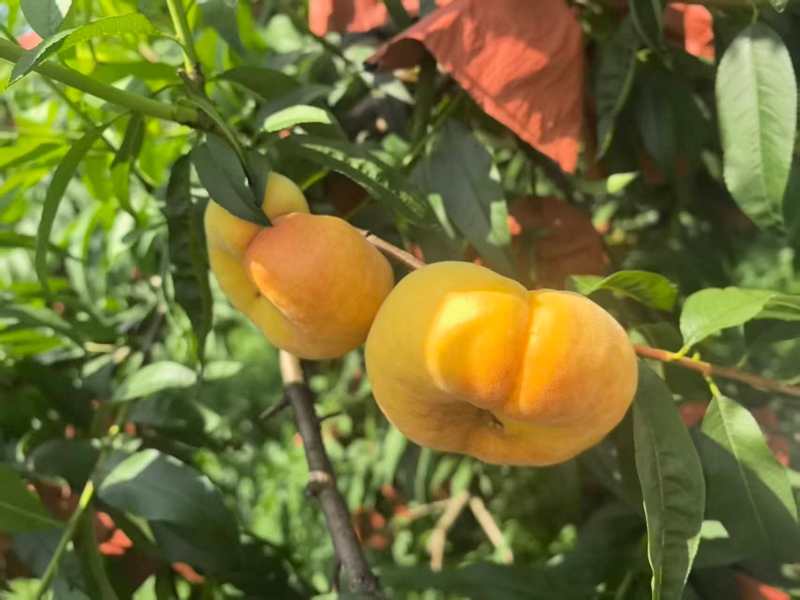 王莊鄉小坡村的蟠桃。