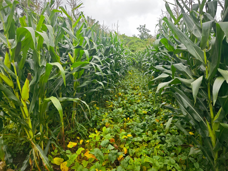 大豆玉米帶狀復合種植。