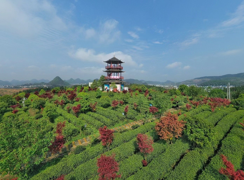 清鎮市紅楓山韻茶場。