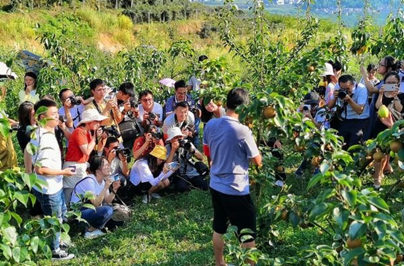 楠木村的果園受到外界關注。張元興攝