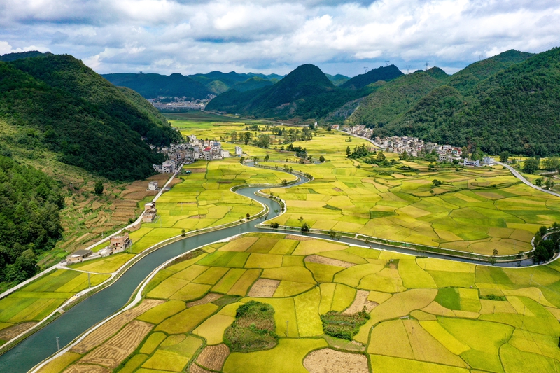 9月11日，惠水縣擺金鎮清水苑村金色稻田與治理后的壩王河融為一體，美不勝收。潘希來 攝 (4)