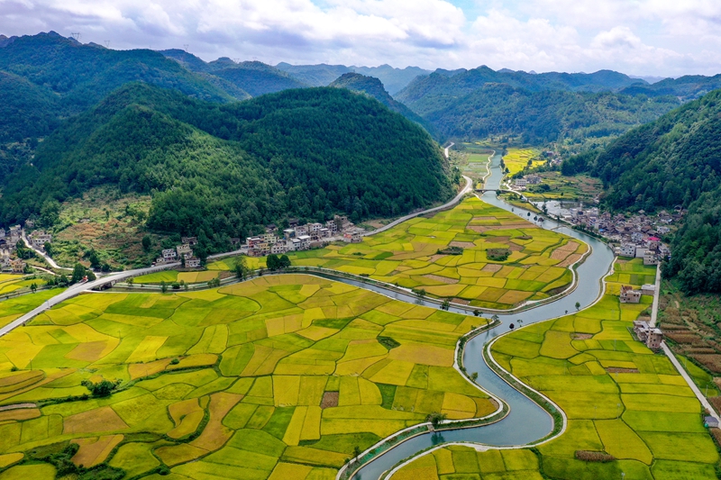 9月11日，惠水縣擺金鎮清水苑村金色稻田與治理后的壩王河融為一體，美不勝收。潘希來 攝 (11)