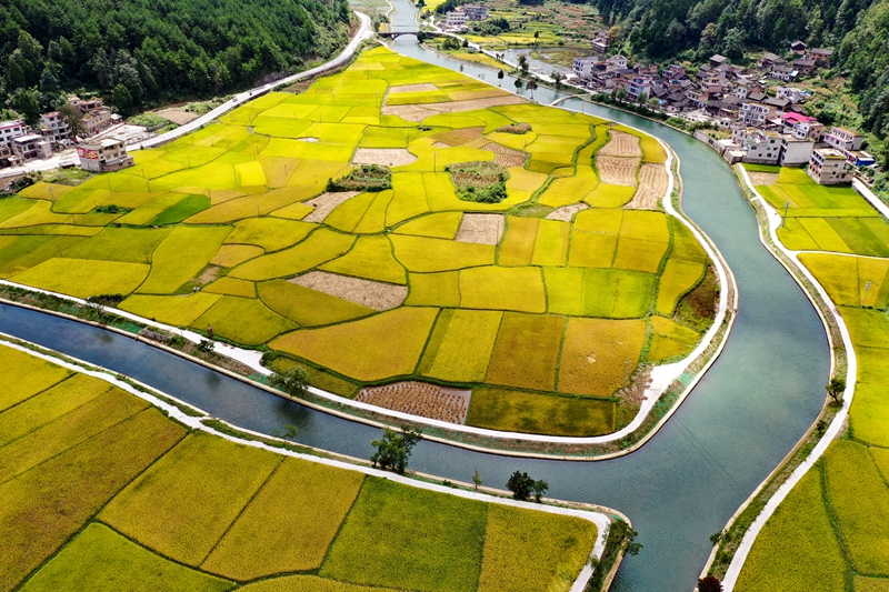 9月11日，惠水縣擺金鎮清水苑村金色稻田與治理后的壩王河融為一體，美不勝收。潘希來 攝 (15)