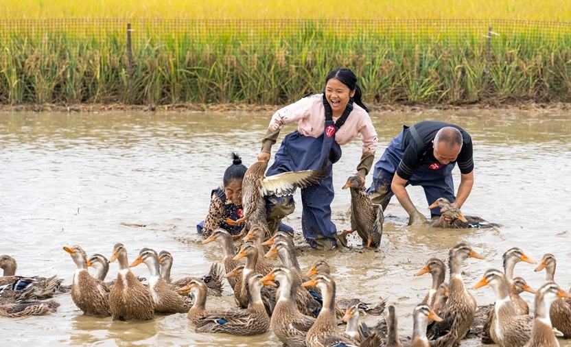 貴州清鎮：摸魚抓鴨慶豐收