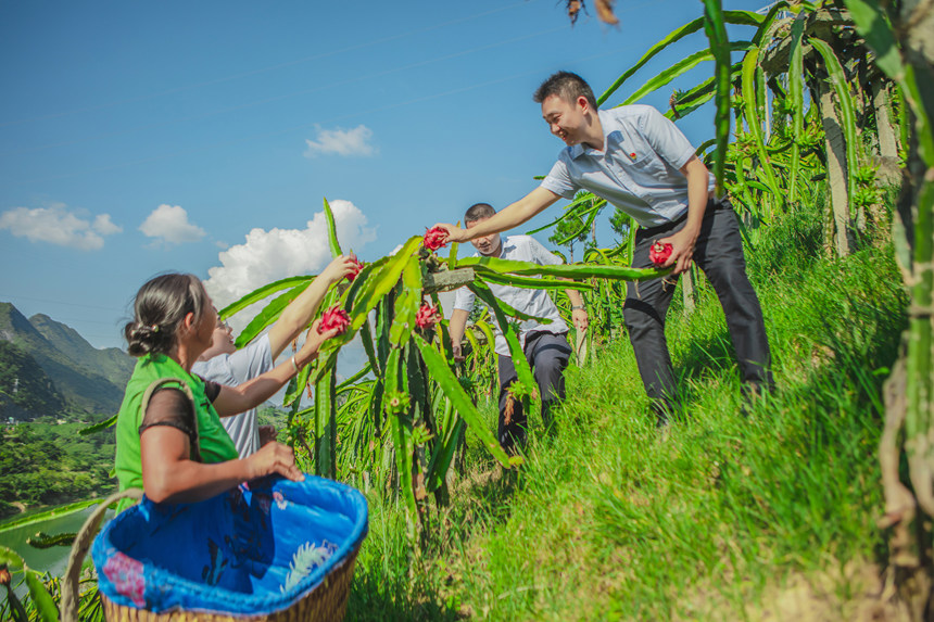 郵儲銀行工作人員走進果園，與果農一起感受豐收的喜悅。郵儲銀行黔南州分行供圖