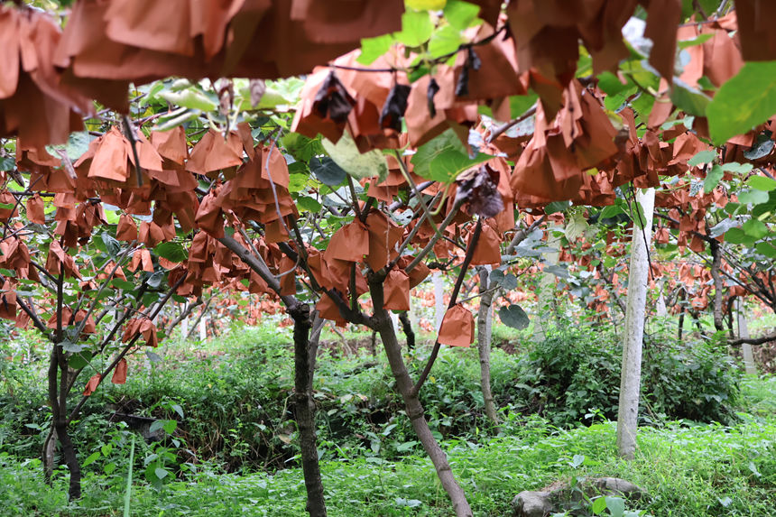 獼猴桃豐收了。郵儲銀行水城區支行供圖