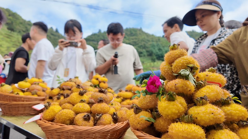 “刺梨果王”比拼現場。龍里縣融媒體中心供圖