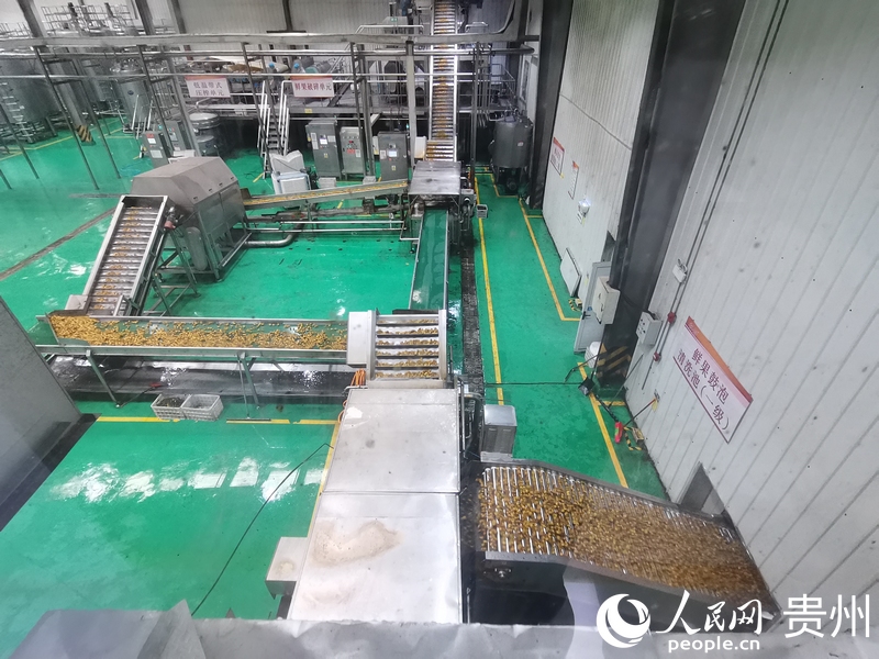 生產車間內，正在加工刺梨產品。人民網 黃小桃攝