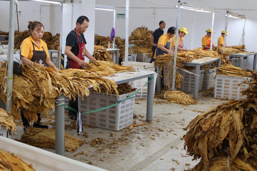 馮山鎮煙葉站石頭收購站工作人員分揀煙葉。